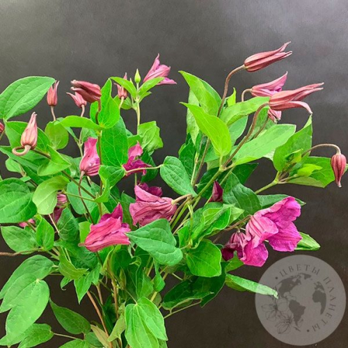 Клематис 7 шт. в магазине Цветы Планеты