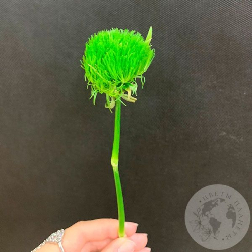 Гвоздика Грин Трик в магазине Цветы Планеты