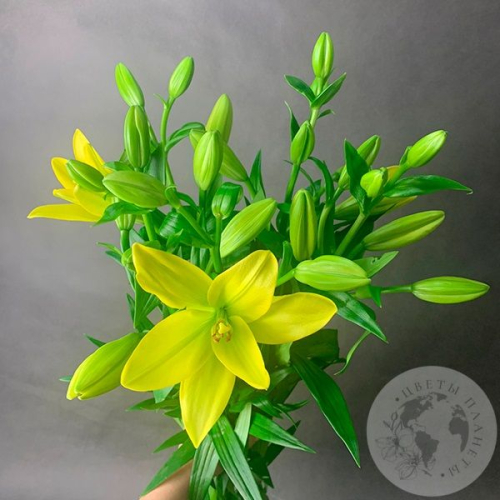 5 Золотых лилий