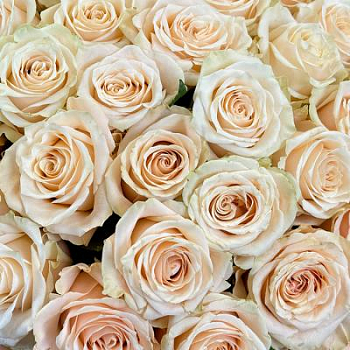 Букет из кремовых роз Эквадор 25 шт. 70 см.