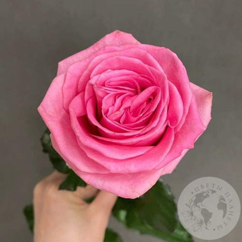 Роза розовая 50 см. в магазине Цветы Планеты