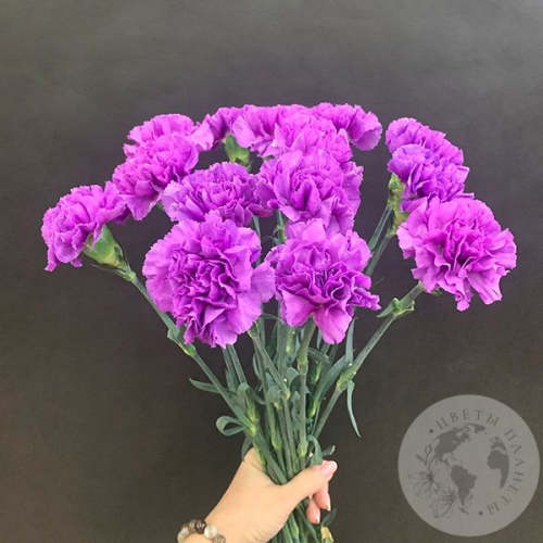 Лунная гвоздика 15 шт. в магазине Цветы Планеты