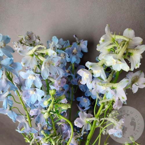 Дельфиниум 7 шт. в магазине Цветы Планеты