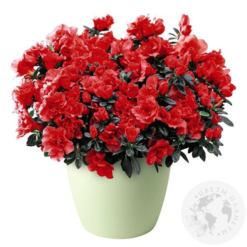 Азалия красная