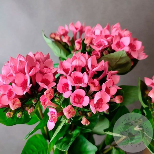 5 бувардий в магазине Цветы Планеты