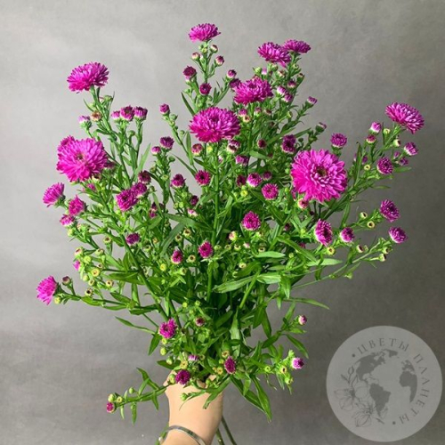 Астер розовый 9 шт. в магазине Цветы Планеты