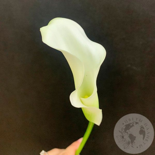 Каллы белые