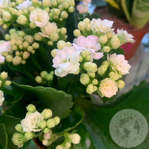 Каланхое белое