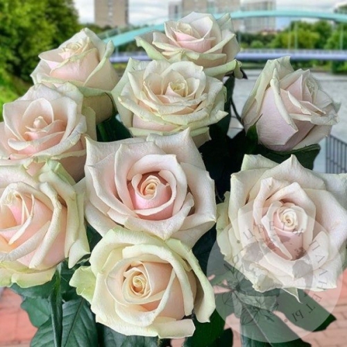 Букет из 9 роз 70 см. в магазине Цветы Планеты