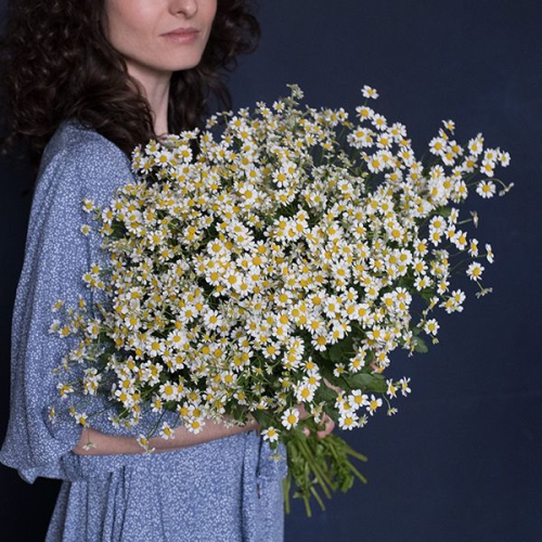 Танацетум 15 шт.