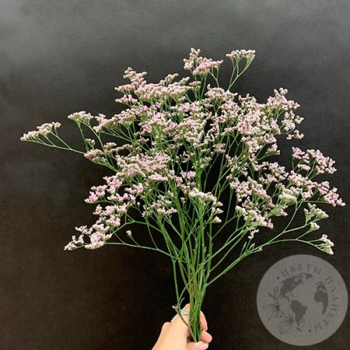 Лимониум розовый 7 шт. в магазине Цветы Планеты