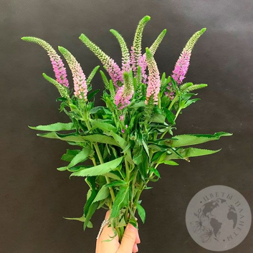 Вероника розовая 9 шт. в магазине Цветы Планеты