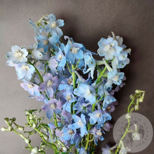 Дельфиниум 5 шт. в магазине Цветы Планеты