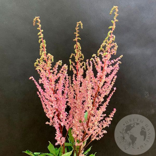 Астильба розовая 3 шт. в магазине Цветы Планеты