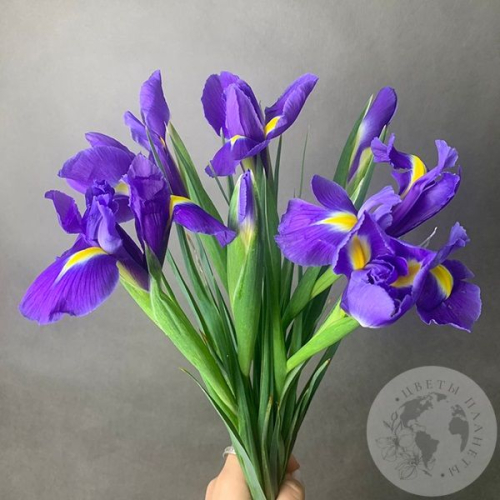 7 синих ирисов в магазине Цветы Планеты