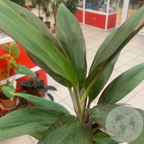 Кордилина Рубма