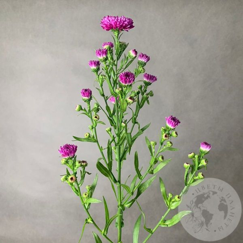 Астер розовый в магазине Цветы Планеты