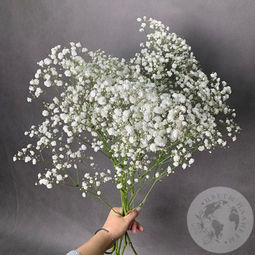 Гипсофила белая 5 шт. в магазине Цветы Планеты