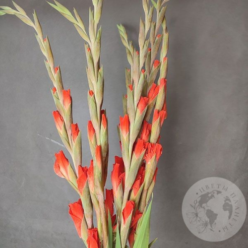 Гладиолус 7 шт. в магазине Цветы Планеты