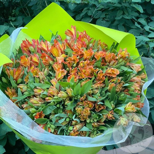Букет из 51 альстромерии оранжевой