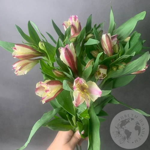 5 Альстромерий желто-розовых