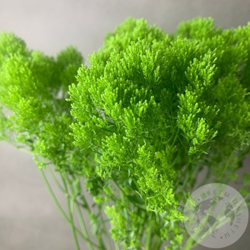 Трахелиум зеленый 7 шт. в магазине Цветы Планеты