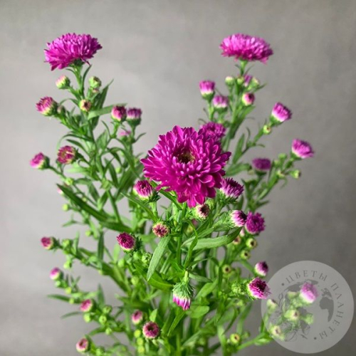 Астер розовый 3 шт. в магазине Цветы Планеты