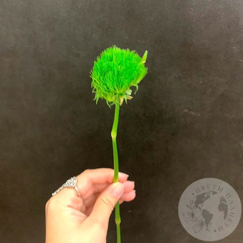 Гвоздика Грин Трик в магазине Цветы Планеты