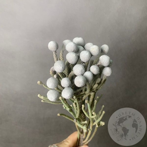 Бруния в магазине Цветы Планеты