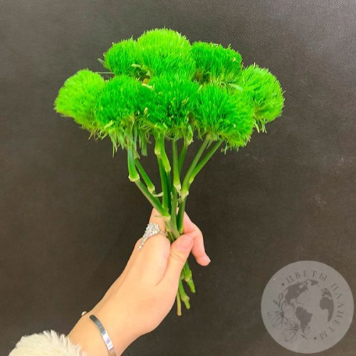 9 гвоздик Грин Трик в магазине Цветы Планеты