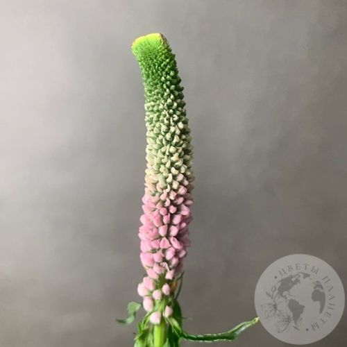 Вероника бело-розовая в магазине Цветы Планеты