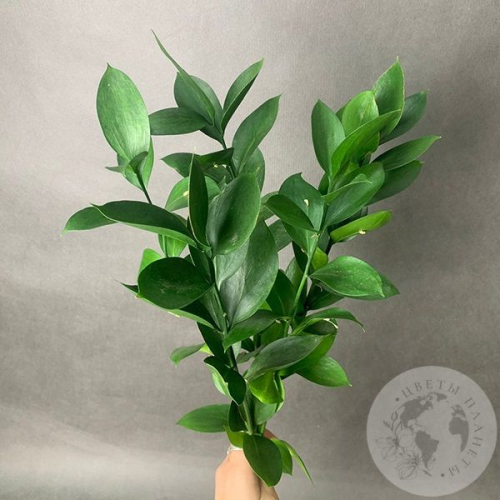 Рускус 5 шт. в магазине Цветы Планеты