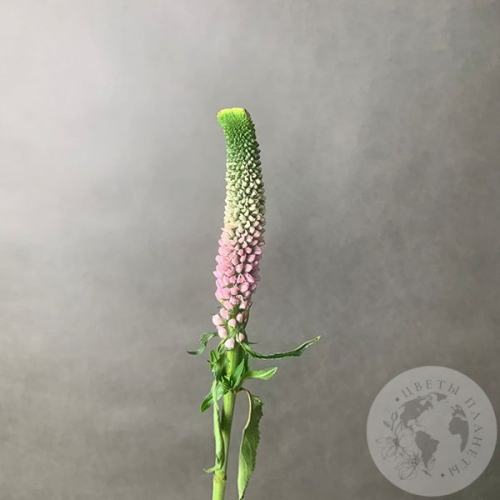 Вероника бело-розовая в магазине Цветы Планеты