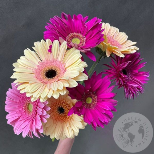 7 гербер розовых