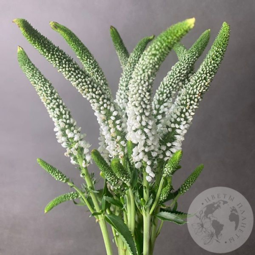 Вероника белая 9 шт. в магазине Цветы Планеты