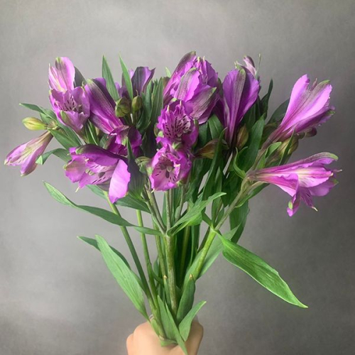 7 Альстромерий фиолетовых