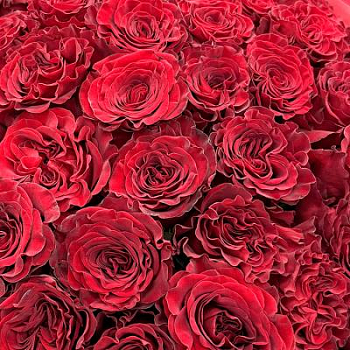 Букет красных роз Эквадор 101 шт. 70 см.