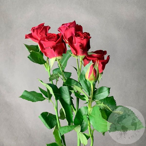 Кустовая роза красная 60 см. в магазине Цветы Планеты