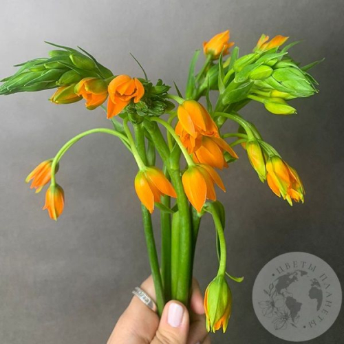 Орнитогалум оранжевый 5 шт. в магазине Цветы Планеты