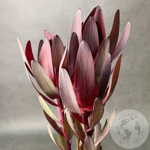 Леукадендрон 3 шт. в магазине Цветы Планеты