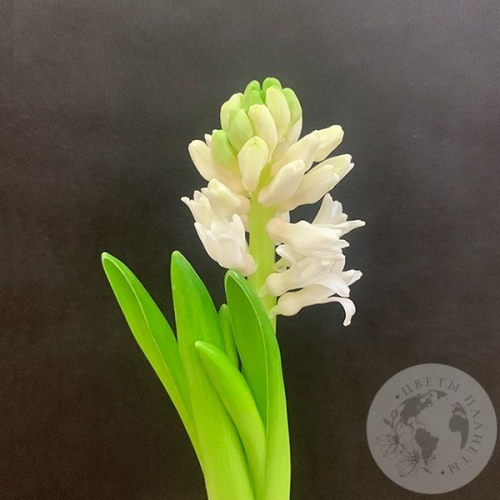 Гиацинт белый в магазине Цветы Планеты