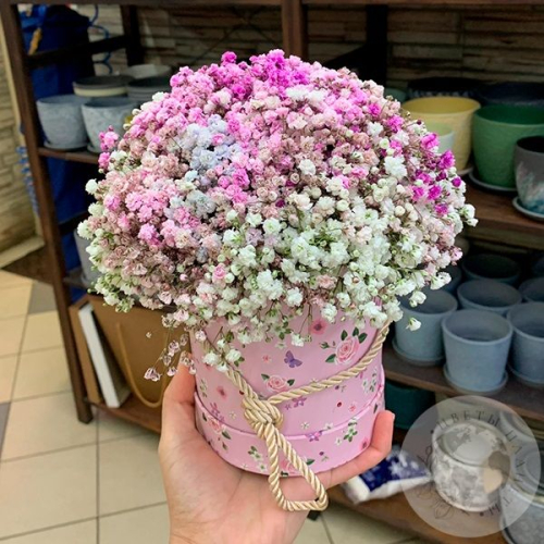 Композиция из розовой гипсофилы в коробке в магазине Цветы Планеты