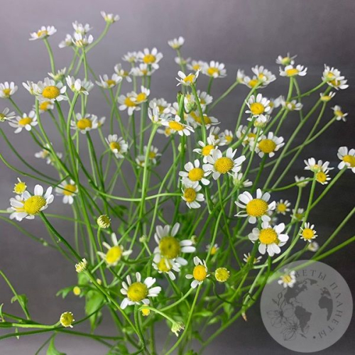 Танацетум 3 шт.