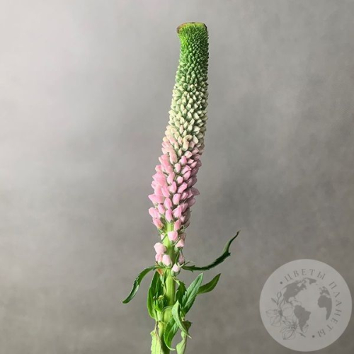 Вероника бело-розовая в магазине Цветы Планеты