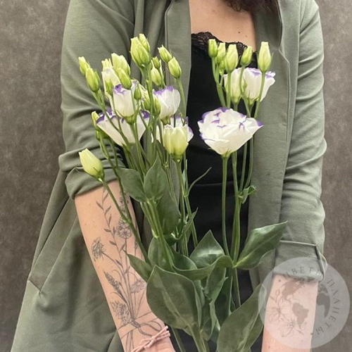 Эустома бело-фиолетовая 3 шт.