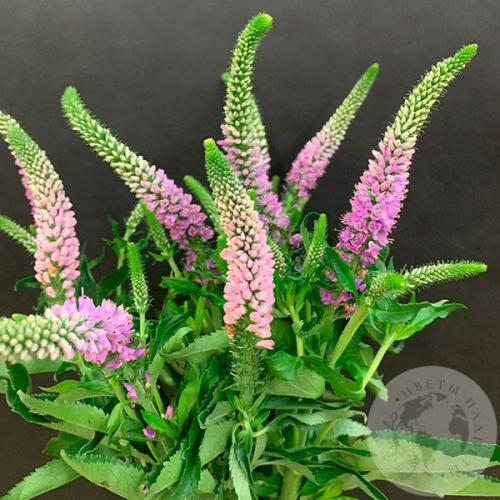 Вероника розовая 9 шт. в магазине Цветы Планеты