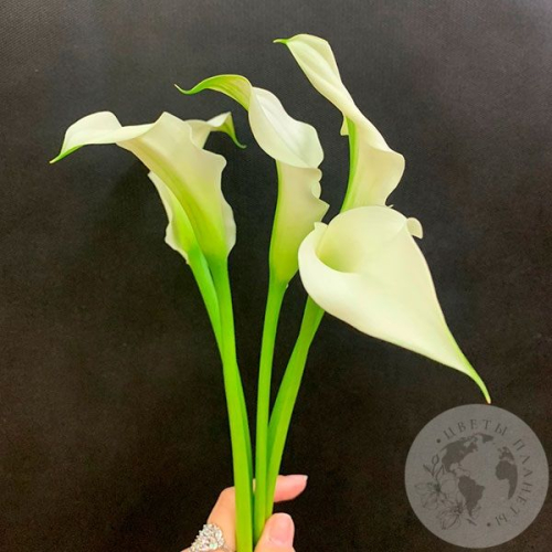 Каллы белые 5 шт.