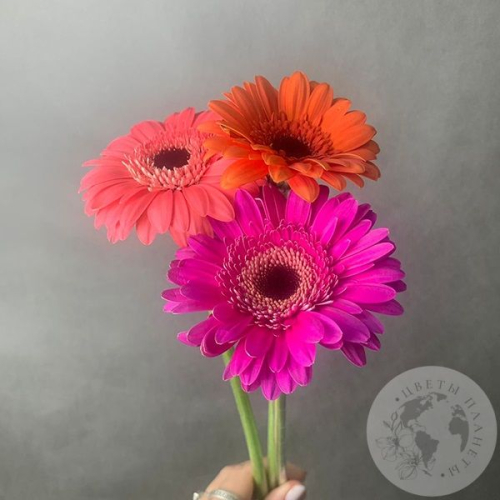 3 герберы мини МIХ в магазине Цветы Планеты