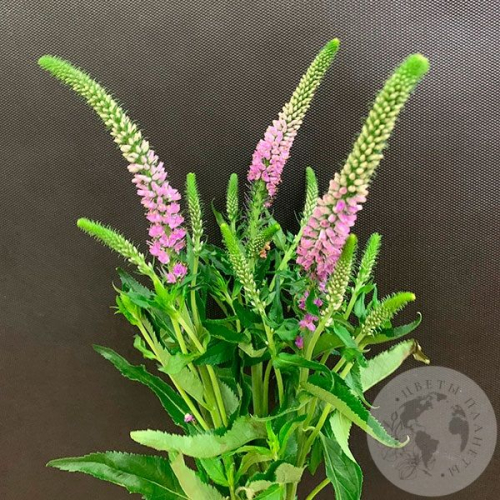 Вероника розовая 3 шт. в магазине Цветы Планеты