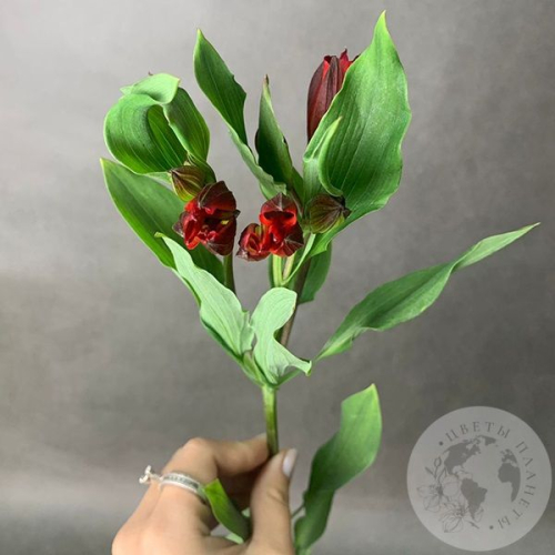 Альстромерия красная